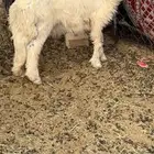 خروف كفوو