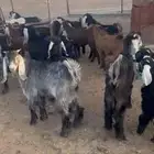 ماعز