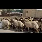 جذعات نعيم صنف