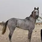 حصان