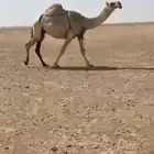 للبيع ضروبه من سنها رباع
