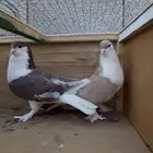 للبيع جوز حمام