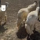 بهم نجد طيب
