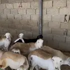 ذبايح رفيدي جذعان الخرج