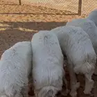 ذبائح نعيمي وحري شرط يوجد ذبح وتوصيل