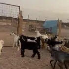 تيوس وجفار شحم مقفله حد التقفيل السوم 630
