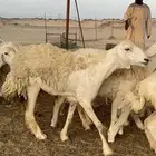 غنم حرية متابيع حرش مراح واحد وسم واحد 39 تحتها 39 بلفحل