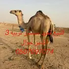قعود مستورد