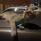 بسه ضايعه