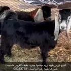 تيوس فاخره طيبه سمان العدد 2