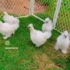 صيصان دجاج القطني TOP