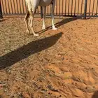 ناقه وضحا