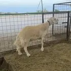 للبيع شاه صنف طيبه