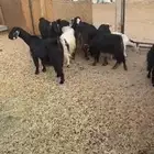 معزا دفيع اسنان مشروطه