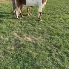 للبيع عنزين مشاريك خصصمم