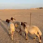 للبيع غنم نعيم شياه