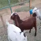 تيوس مشاريع فحول مشروكة