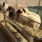 للبيع جذعان نعيم كناور