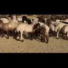 للبيع جذعات فاخره العدد 31 بالفحل