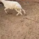 خروف وصط