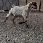 فحل مصري صافي