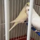 جوز باجي هولندي منتج