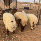 طليان نعيم العدد 3