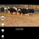 عرض بيع رخال جذعات فاخره