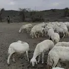 ضان للبيع