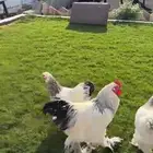 بيض براهما كولمبي عملاق فاخر