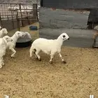 خرفان ذبايح طيبه