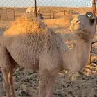 للبيع حشو