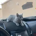 قطه مفقوده