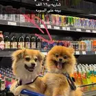 كلبين للبيع