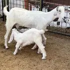 معزا ولد ثنتين معها 4 متاومات