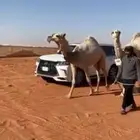فحل على خير بعير محمد ابن نايف ابن شويه