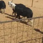 تم البيع الله يبارك لشاري ويخلف على البايع بهم نجد بري ونظيف