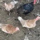 دجاج باكستاني و دجاج رومي