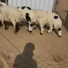 خرفان هرافا نعيم