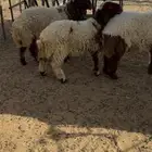 ذبايح نعيم