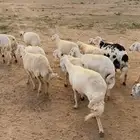 غنم(القاعه)