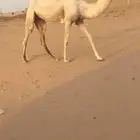 للبيع بكرة وضحى