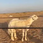 فحل صنف