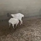 برابر مواليد