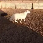 خروف