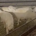 7 طليان جذعان للبيع