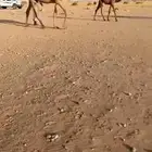 البيع خلفه كفو
