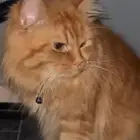 ذكر تزاوج