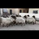 غنم نعيم دفيع