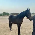 خيل